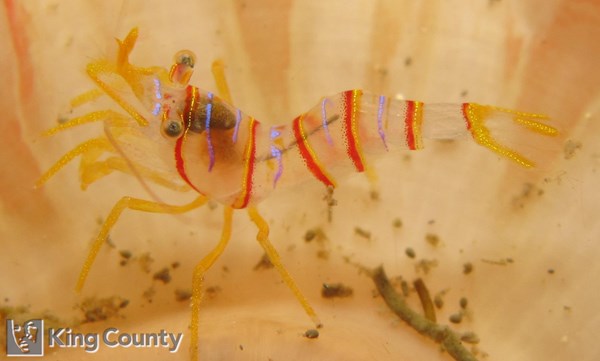 Photo of Lebbeus grandimanus